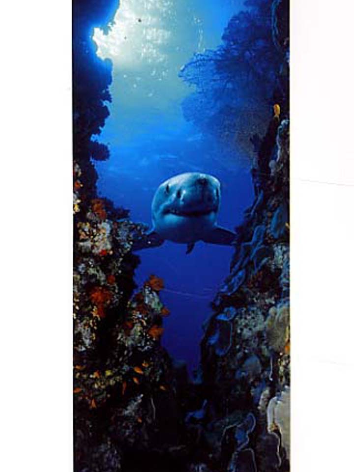 Door Poster: Shark Swimming Under Water