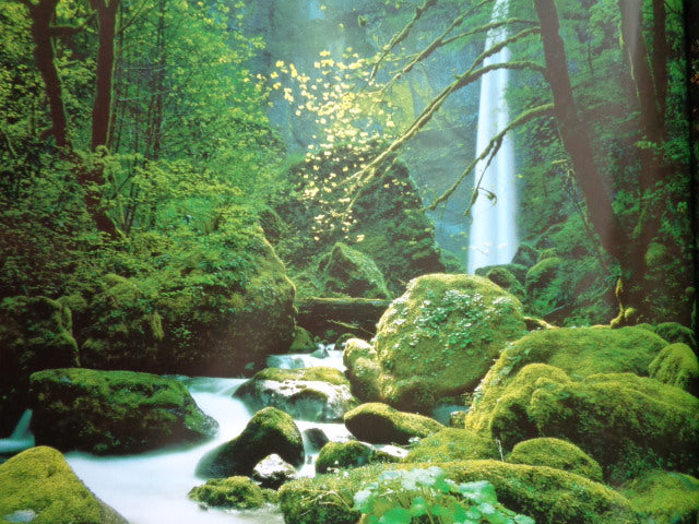 Wall Poster: "Black Forest" Waterfall with Greenery