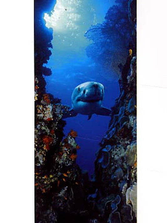 Door Poster: Shark Swimming Under Water