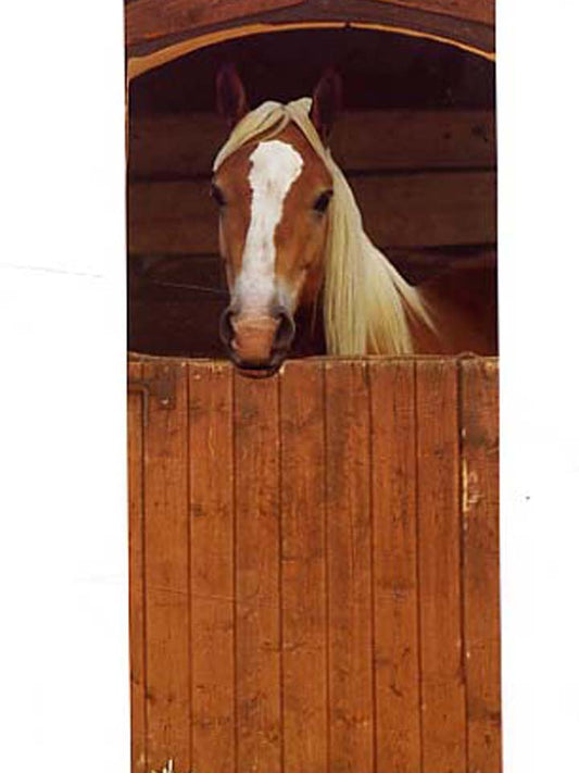 Door Poster: Brown Horse Behind Wooden Stall Door