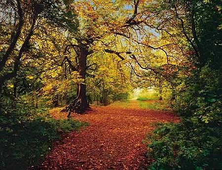Wall Poster:  "Autumn Forest" Fall Trees along Path